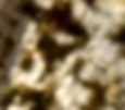 alevin Notropis chrosomus