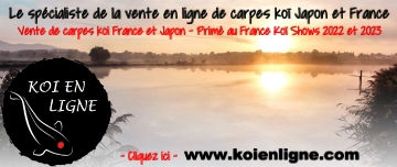 bannière Koi en ligne