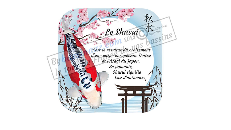Miniature : Sous verres carpe koi Shusui