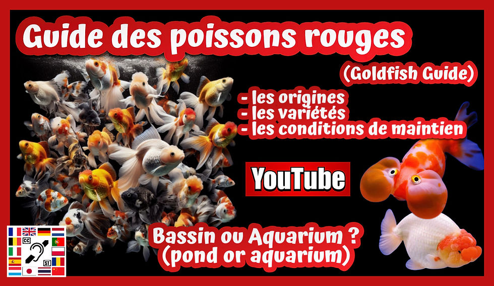 Viidéo Youtube Guide du poisson rouge https://youtu.be/ZsYVmEBQ7OU