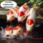 Quand est-ce que je peux introduire les poissons dans mon bassin !!