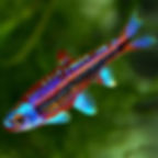 Notropis Chrosomus
