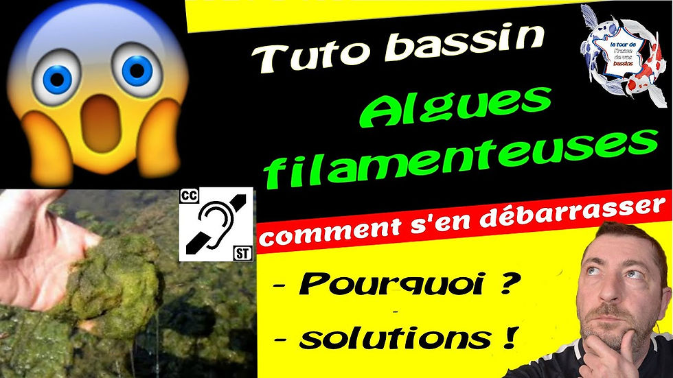 vidéo algues filamenteuse youtube