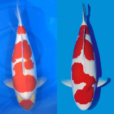 kohaku koi bassinaaz.com
