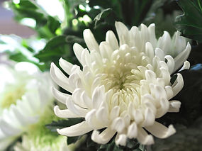菊の花