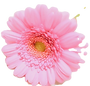 ガーベラの花びら