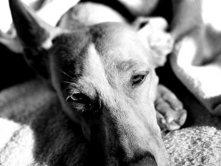 Der Rückenmarksinfarkt beim Hund