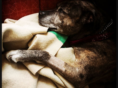 Cauda-equina-Syndrom beim Hund