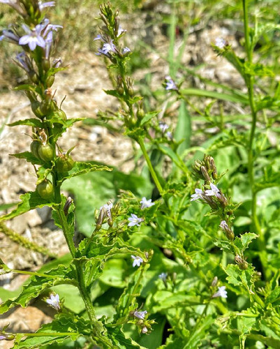 Lobelia Dried HealingSpirits lobelia-dried-healingspirits