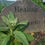 Thumbnail: Mullein Leaf (Dried)