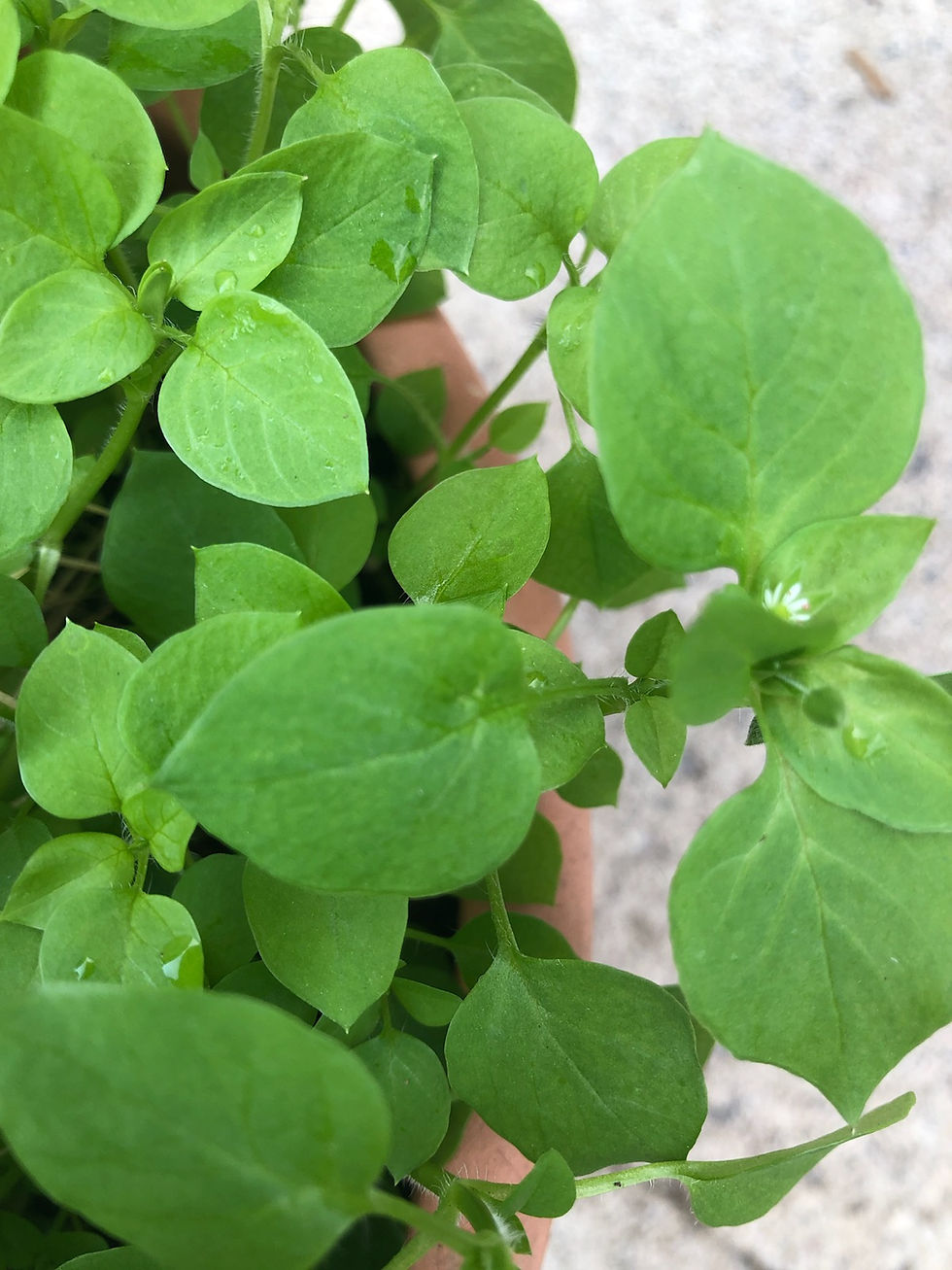 close up of Chickweed