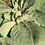Thumbnail: Mullein Leaf (Dried)