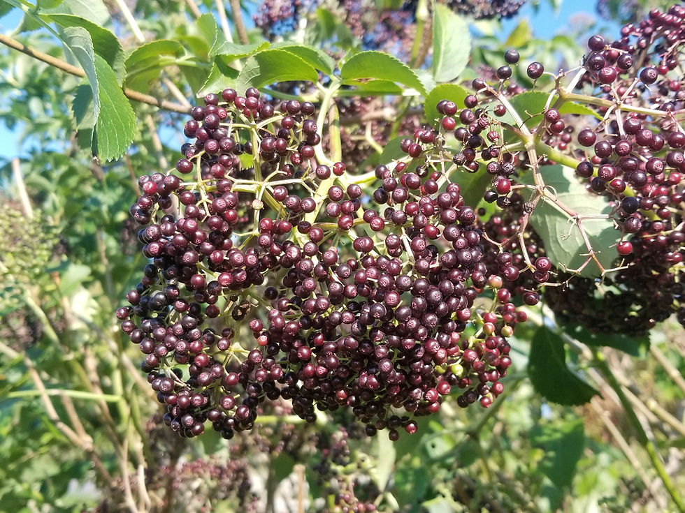 Elderberry Bush