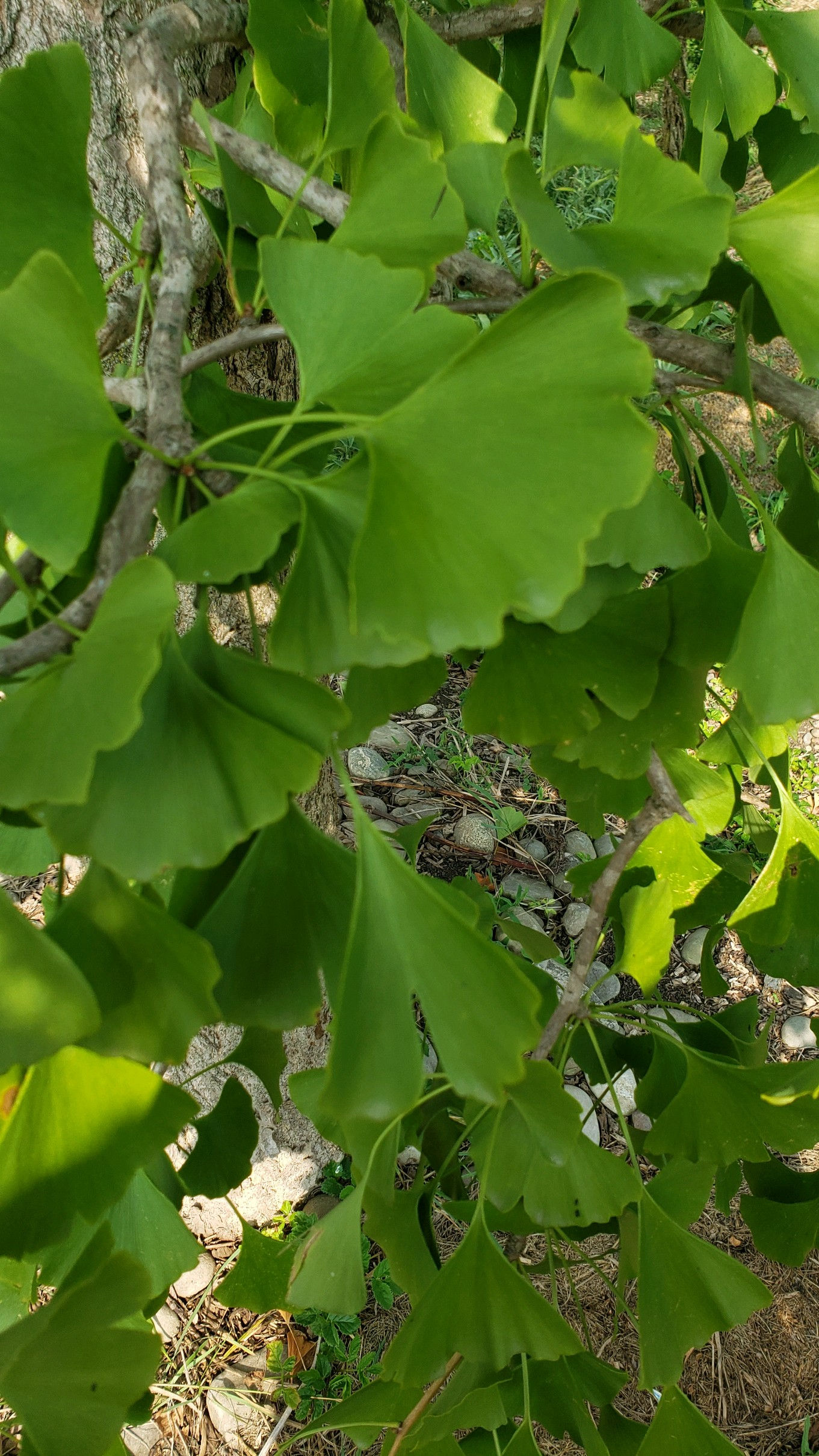 Ginkgo Leaf (Dried)