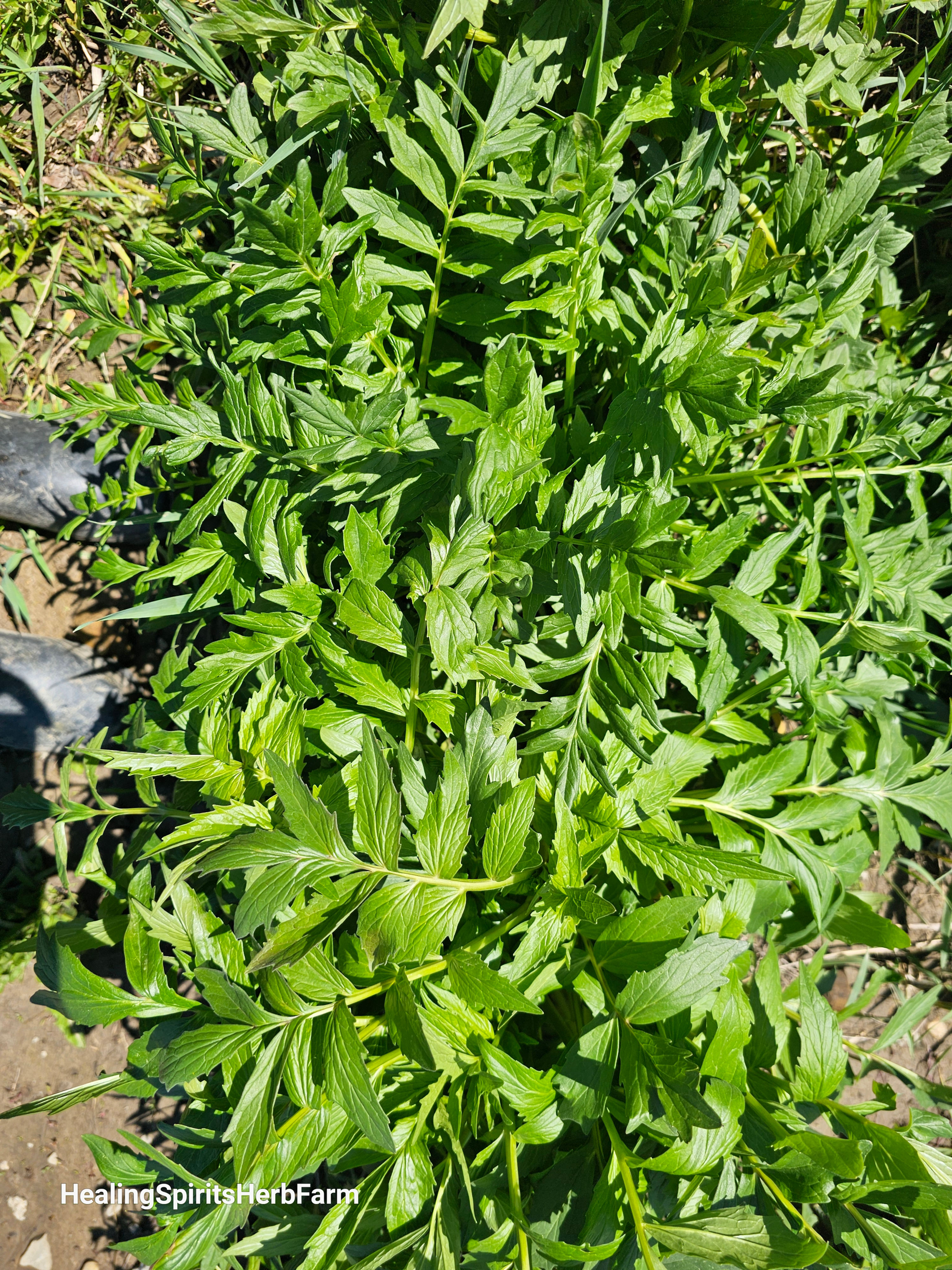 Valerian Root (Dried)