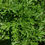 Thumbnail: Wormwood for Pets