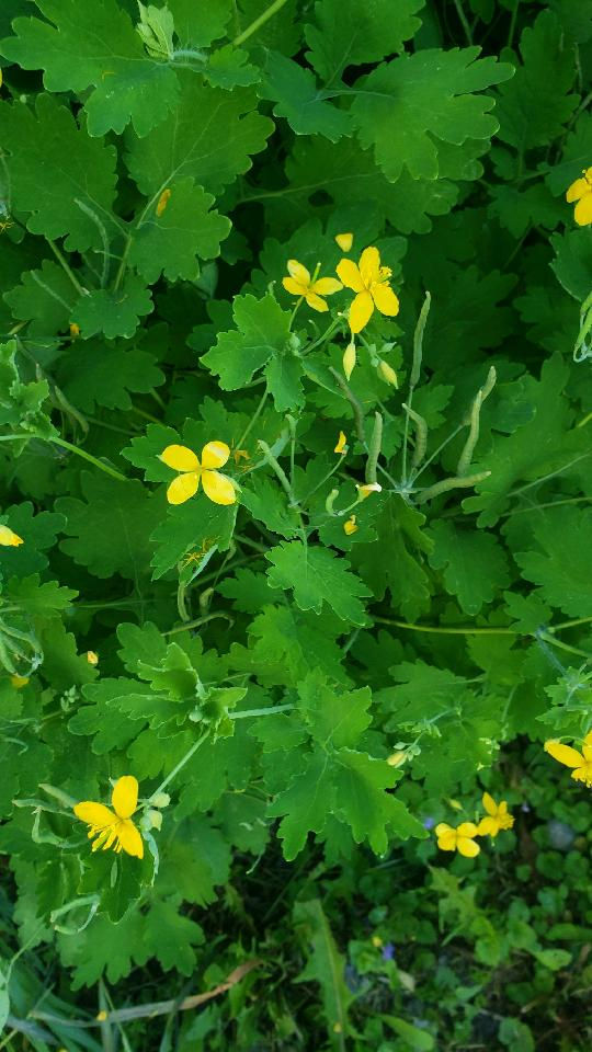 Greater Celandine Leaf & Root (Dried)
