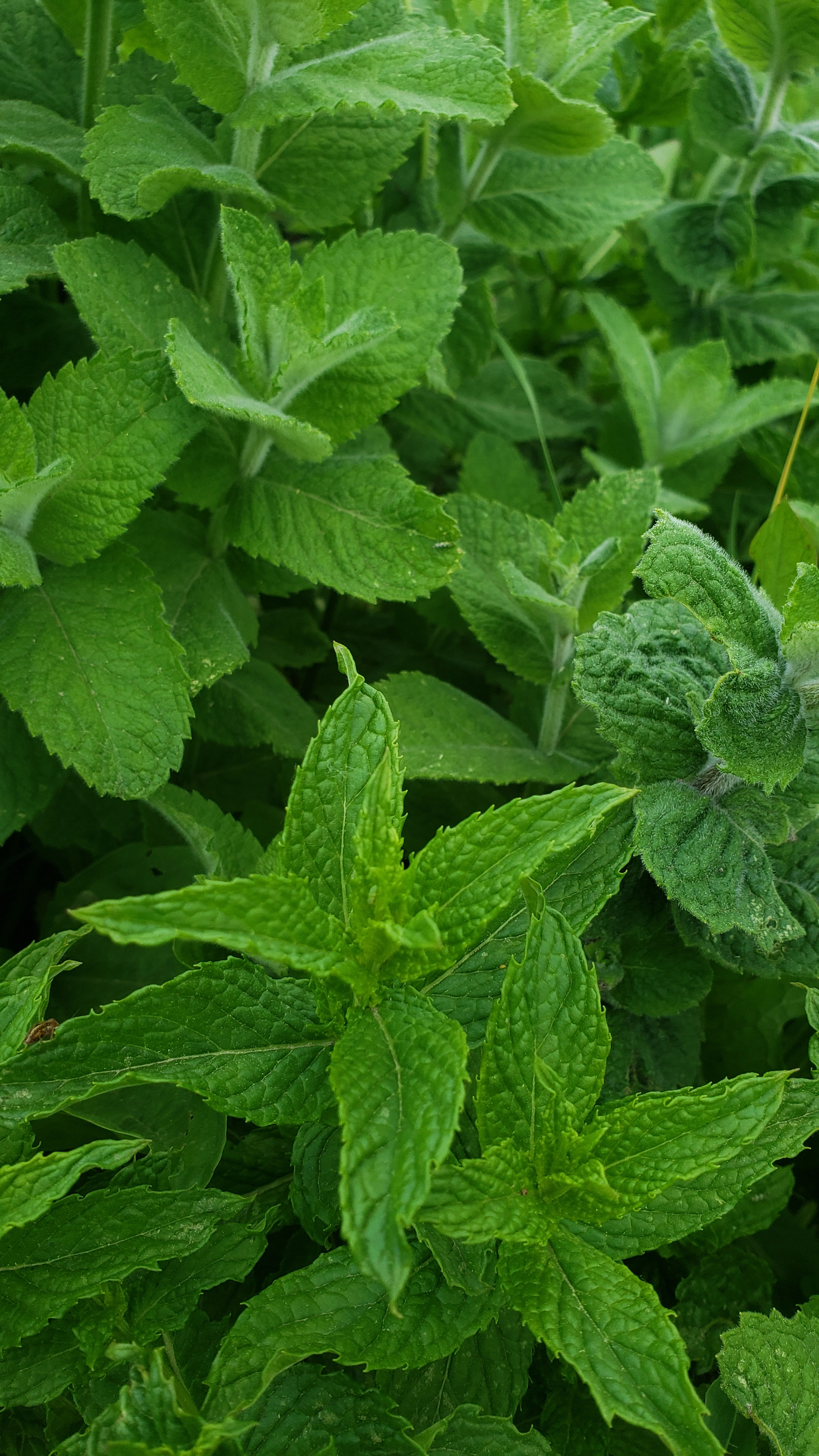 Mint Blend, Wild (Dried)