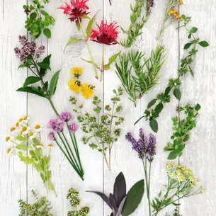 Bittere Wahrheit: 3 Gründe, warum Bitterstoffe deine Leber, Verdauung und Detox unterstützen!