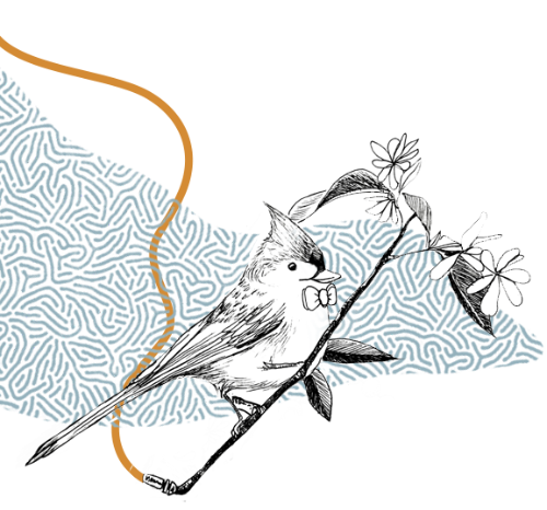 Bird_edited.png