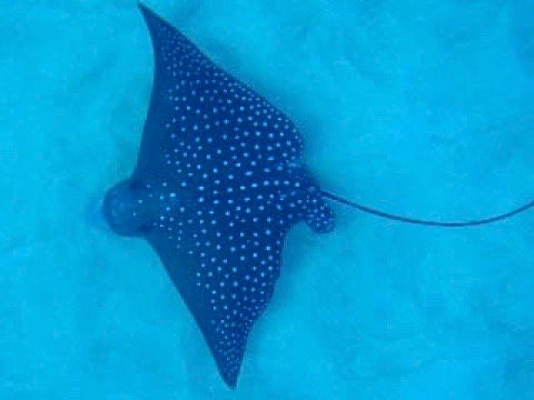 picture of a spotted Eagle Ray Kona Hawaii