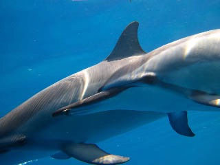 a picture of swimming dolphins Kona Hawaii