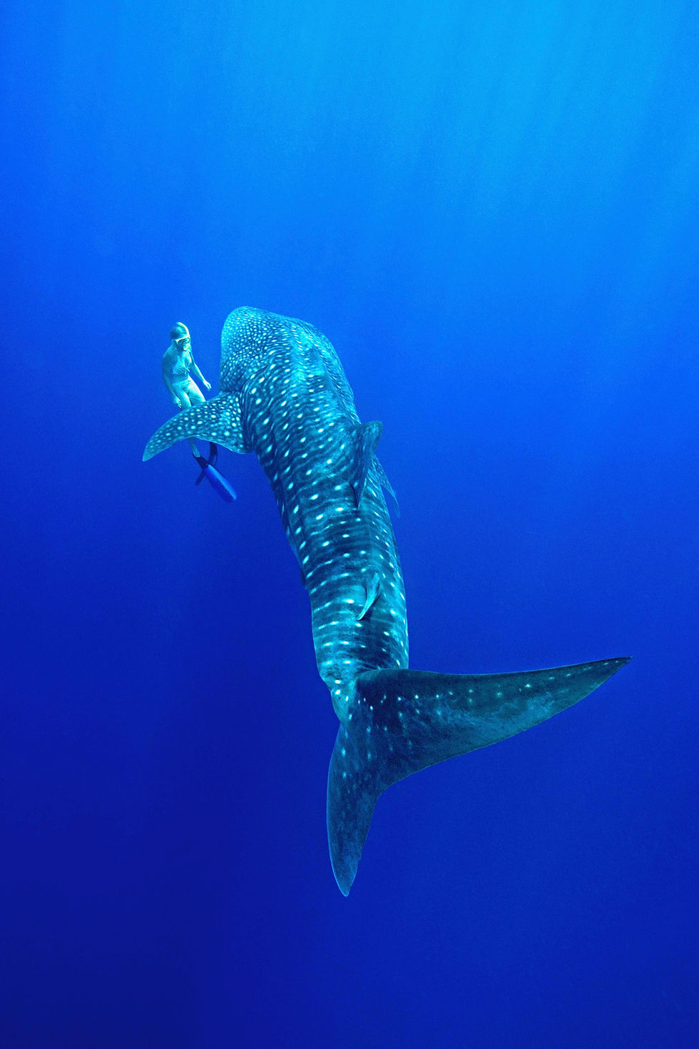 Leonora swimming with a whale shark