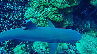 a picture of a white tipped reef shark in Kona Hawaii
