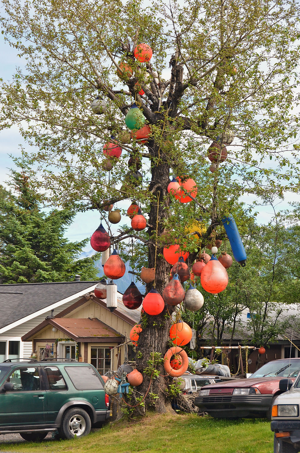 A picture of boat bumpers hanging in a tree in Seward Alaska