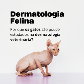 Por que os gatos são pouco estudados na dermatologia veterinária?