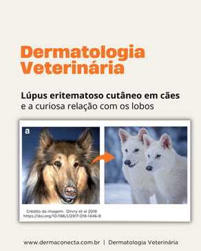 Lúpus eritematoso cutâneo em cães e a curiosa relação com os lobos