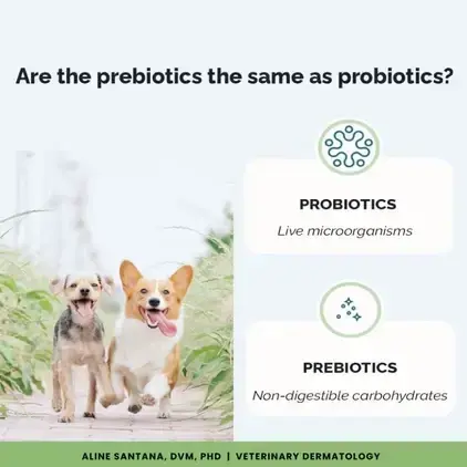 Are prebiotics the same as probiotics?