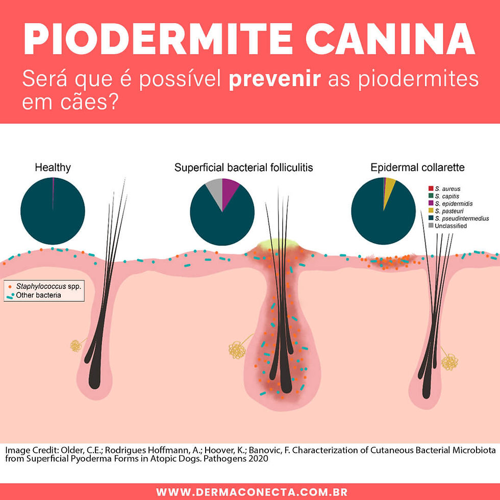 Seria possível prevenir as piodermites em cães?
