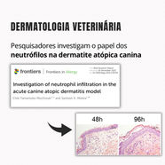 Pesquisadores investigam o papel dos neutrófilos na dermatite atópica canina