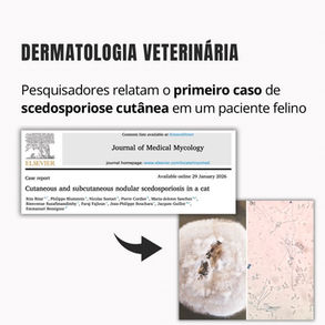 Pesquisadores relatam o primeiro caso de scedosporiose cutânea em um paciente felino