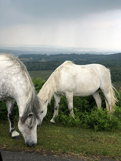 DARTMOOR PONIES