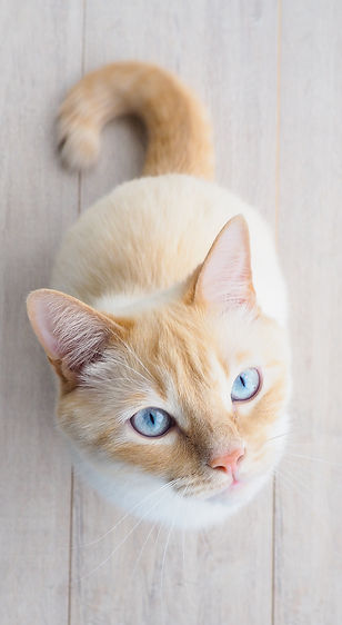 beautycat.jpeg