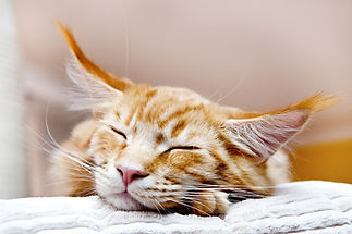 orangecat.jpeg