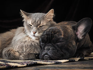 dog and cat.jpeg