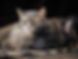 dog and cat.jpeg