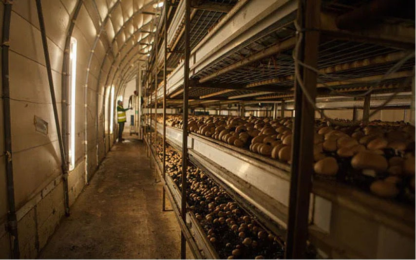 When it comes to legacy media information, Canadians are farmed like mushrooms?