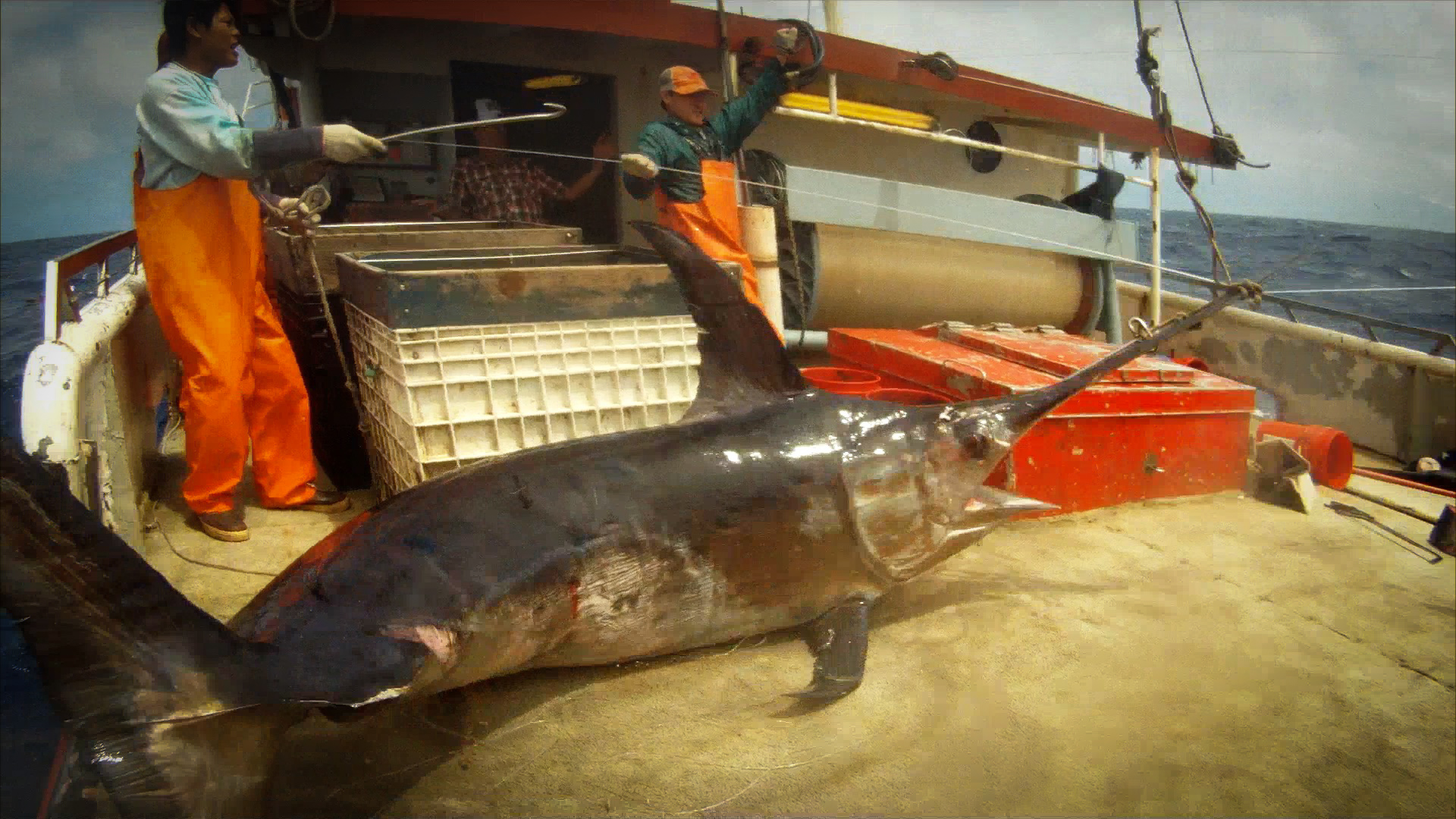 Hawaiian Fresh Seafood Direct Source Wholesale Hawaiian Tuna