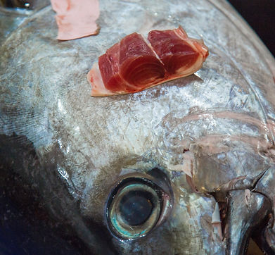 Hawaiian Bigeye Ahi