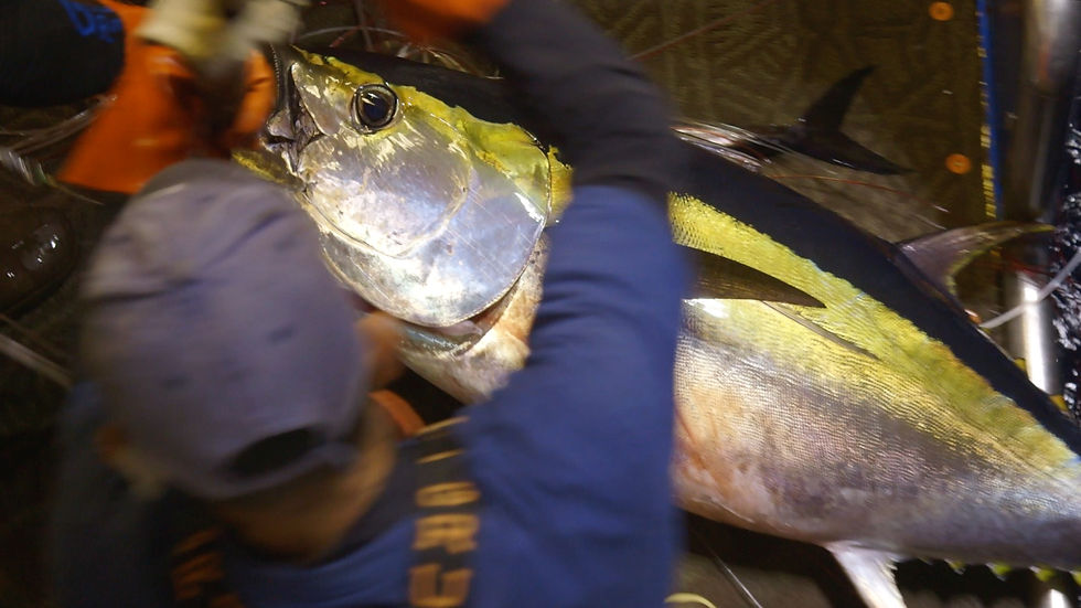 A bigeye tuna ahi is boarded on a Hawaiian Fresh Seafood vessel