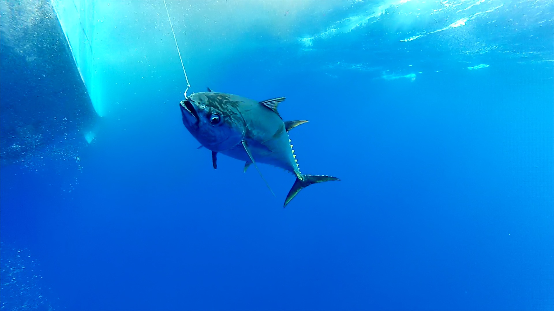 Hawaiian Fresh Seafood Direct Source Wholesale Hawaiian Tuna