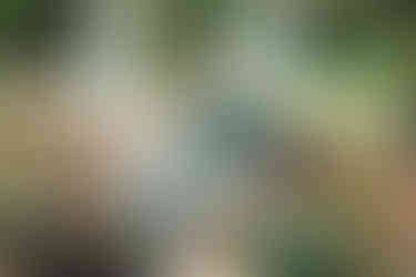 Trouwambtenaar trouwt Maik en Ilvy in Geldrop