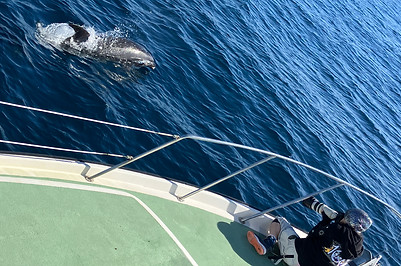 Photo ID, Channel Islands, whale watching, Whales & Co