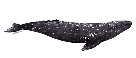 Gray whale, Channel Islands, whale watching, Whales & Co