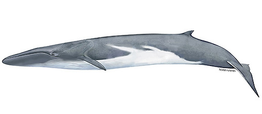 Fin whale, Channel Islands, whale watching, Whales & Co