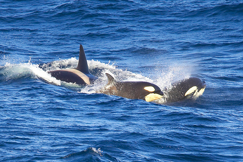 Killer whales